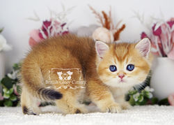 Golden British Shorthair Kitten