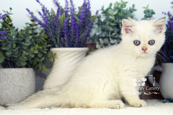 Color Point British Shorthair Kitten