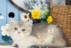 Golden British Shorthair Kitten