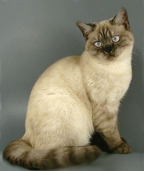 Smoke Color Point British Cat