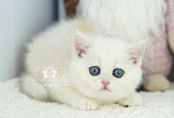 Silver British Shorthair Kitten