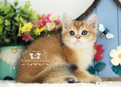 Golden British Shorthair Kitten