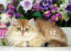 Golden British Longhair kitten