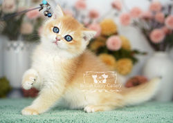 Golden British Shorthair Kitten