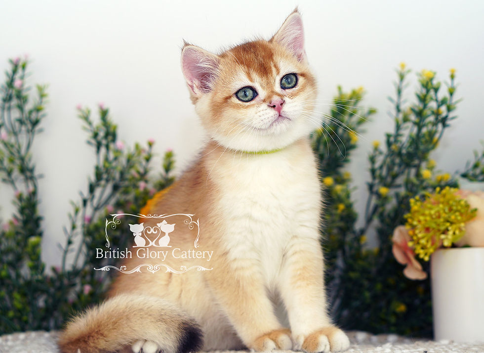 Golden British Shorthair Kitten with Green eyes