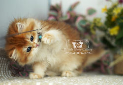 Golden British Longhair Kitten