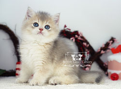 Golden British Shorthair Kitten