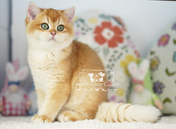 Golden British Shorthair Kitten