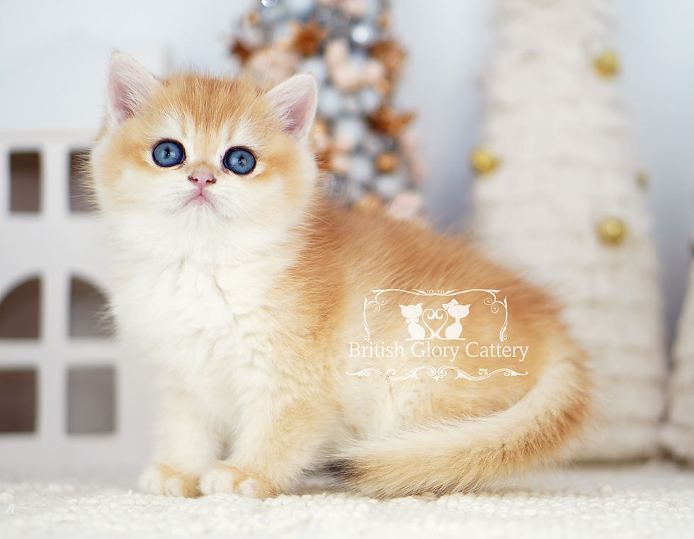 Golden British Shorthair Kitten