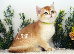 Golden British Shorthair Kitten