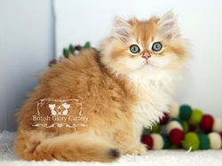 Golden British Longhair Kitten