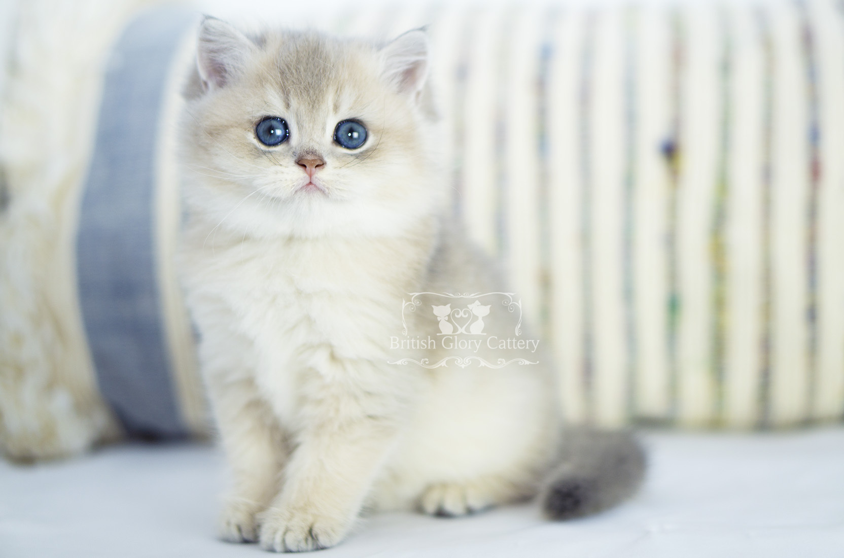AVAILABLE KITTENS | United States | British Glory Cattery