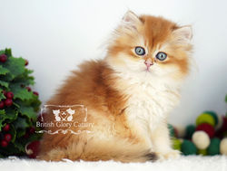 Golden British Longhair Kitten
