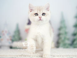 Golden British Shorthair Kitten