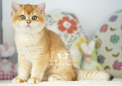 Golden British Shorthair Kitten