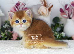 Golden British Shorthair Kitten