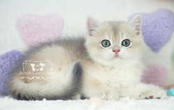 Golden British Shorthair Kitten