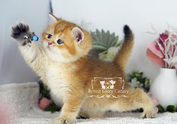 Golden British Shorthair Kitten