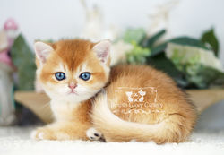 Golden Chinchilla British Shorthair Kitten