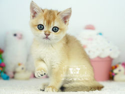 Golden British Shorthair Kitten