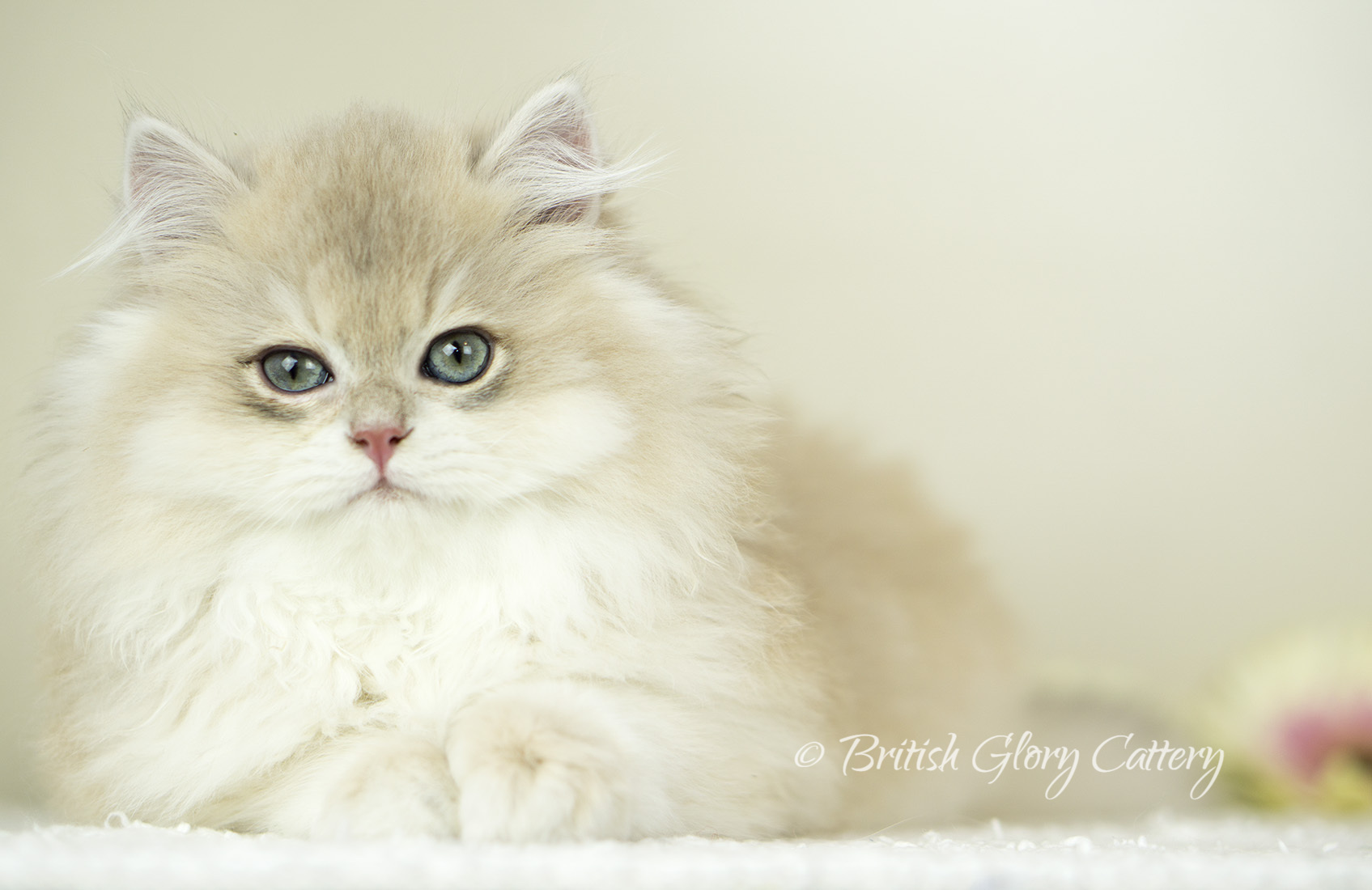 Previous Litters United States British Glory Cattery