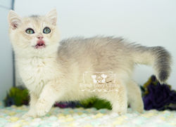 Golden British Shorthair Kitten