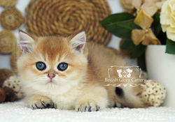 Golden British Shorthair Kitten