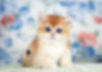 Golden British Shorthair Kitten with Green eyes