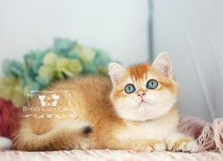 Golden Chinchilla British Shorthair Kitten