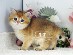 Golden British Shorthair Kitten