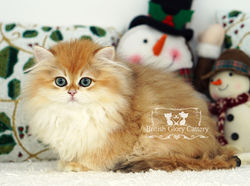 Golden British Longhair Kitten