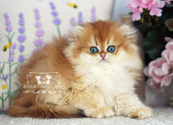 Golden British Longhair Kitten