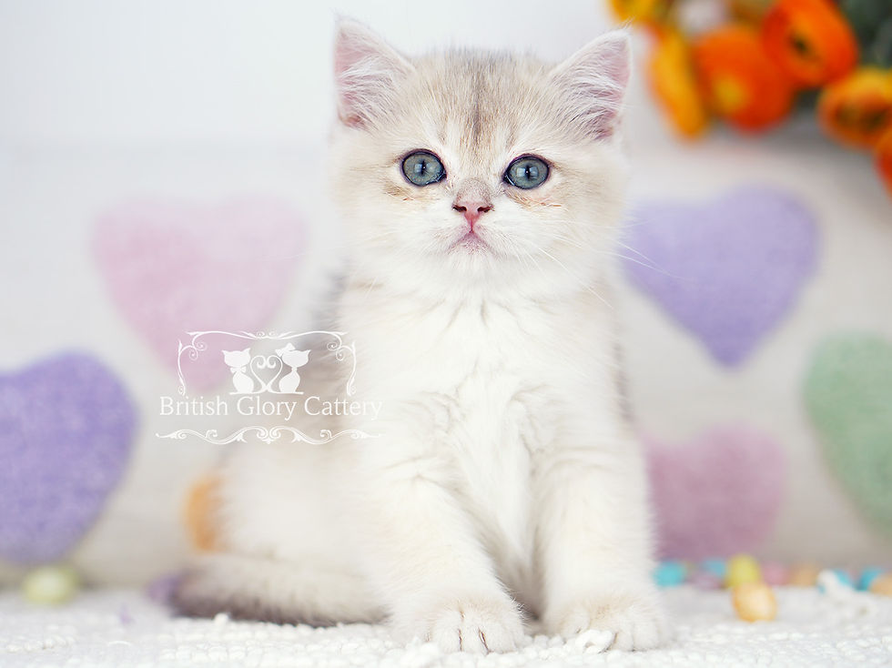 Golden British Shorthair Kitten