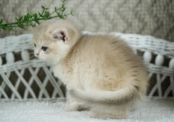 Blue golden chinchilla kitten