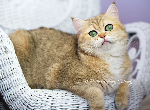 Queens United States British Glory Cattery