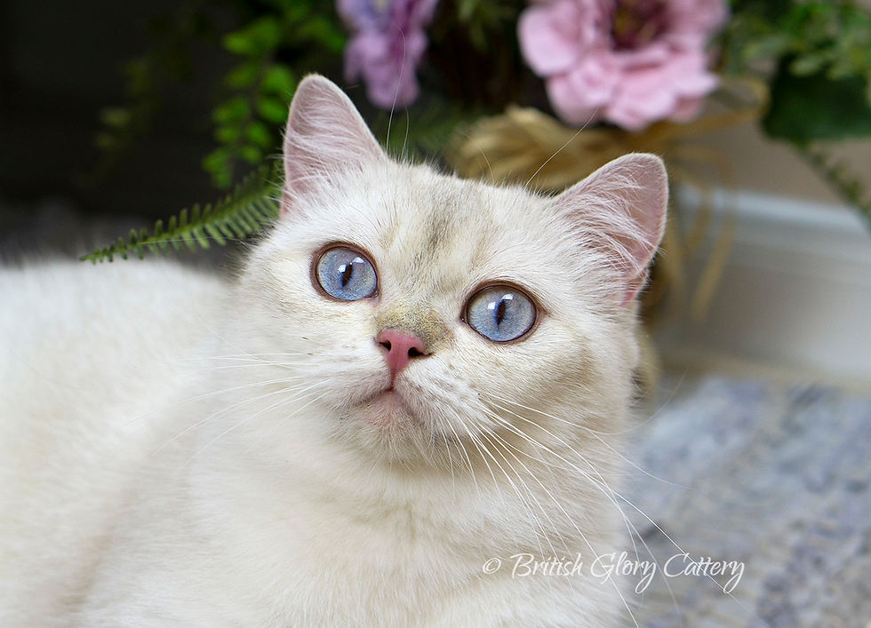 Golden British Shorthair Cat