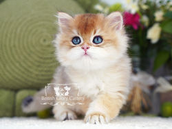 Golden British Longhair Kitten