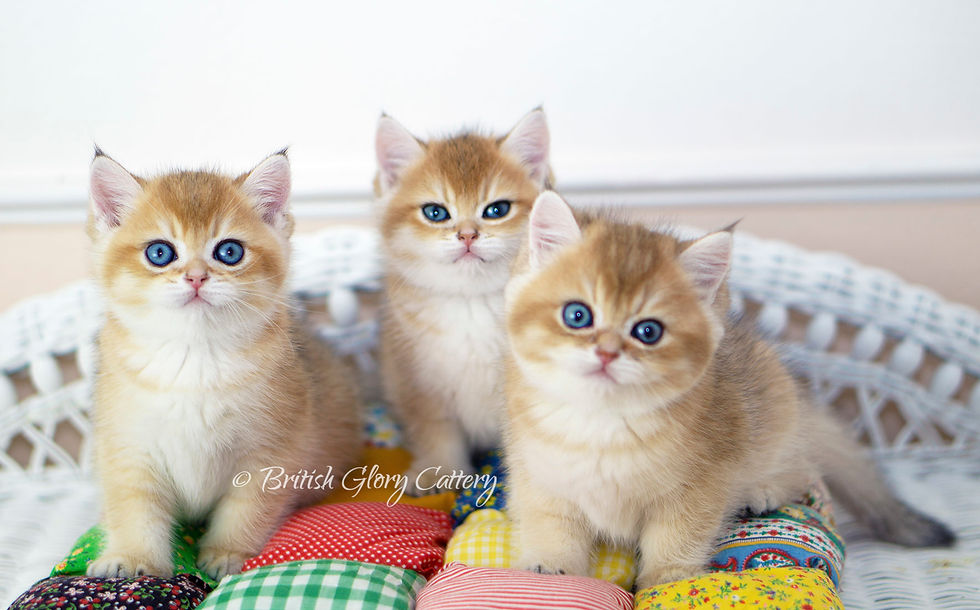 Black Golden Shaded British Kittens