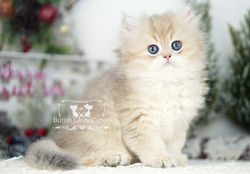 Golden British Longhair Kitten