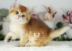 Golden British Shorthair Kitten