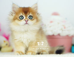 Golden British Longhair Kitten