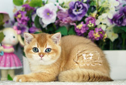Golden British Shorthair Kitten