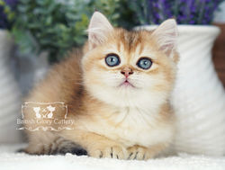 Golden British Shorthair Kitten