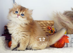 Golden British Longhair Kitten
