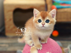 Golden British Shorthair Kitten