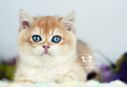 Golden British Shorthair Kitten