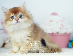 Golden British Longhair Kitten