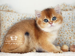 Golden British Shorthair Kitten