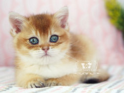 Golden British Shorthair Kitten