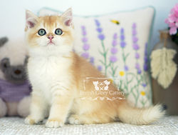 Golden British Shorthair Kitten